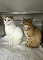 /album/198/whatsapp-image-2026-02-23-at-21-24-15-2-jpeg/